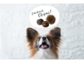 犬に栗を与えるときの注意点と健康に期待できること