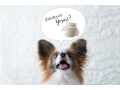 犬にヨーグルトを与えると健康に期待できること