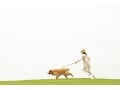 犬が首輪・リードを嫌がる理由は？怒る、噛む、興奮する原因と解決法
