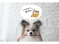 犬にはちみつをあげても大丈夫？注意点とメリット【獣医師監修】