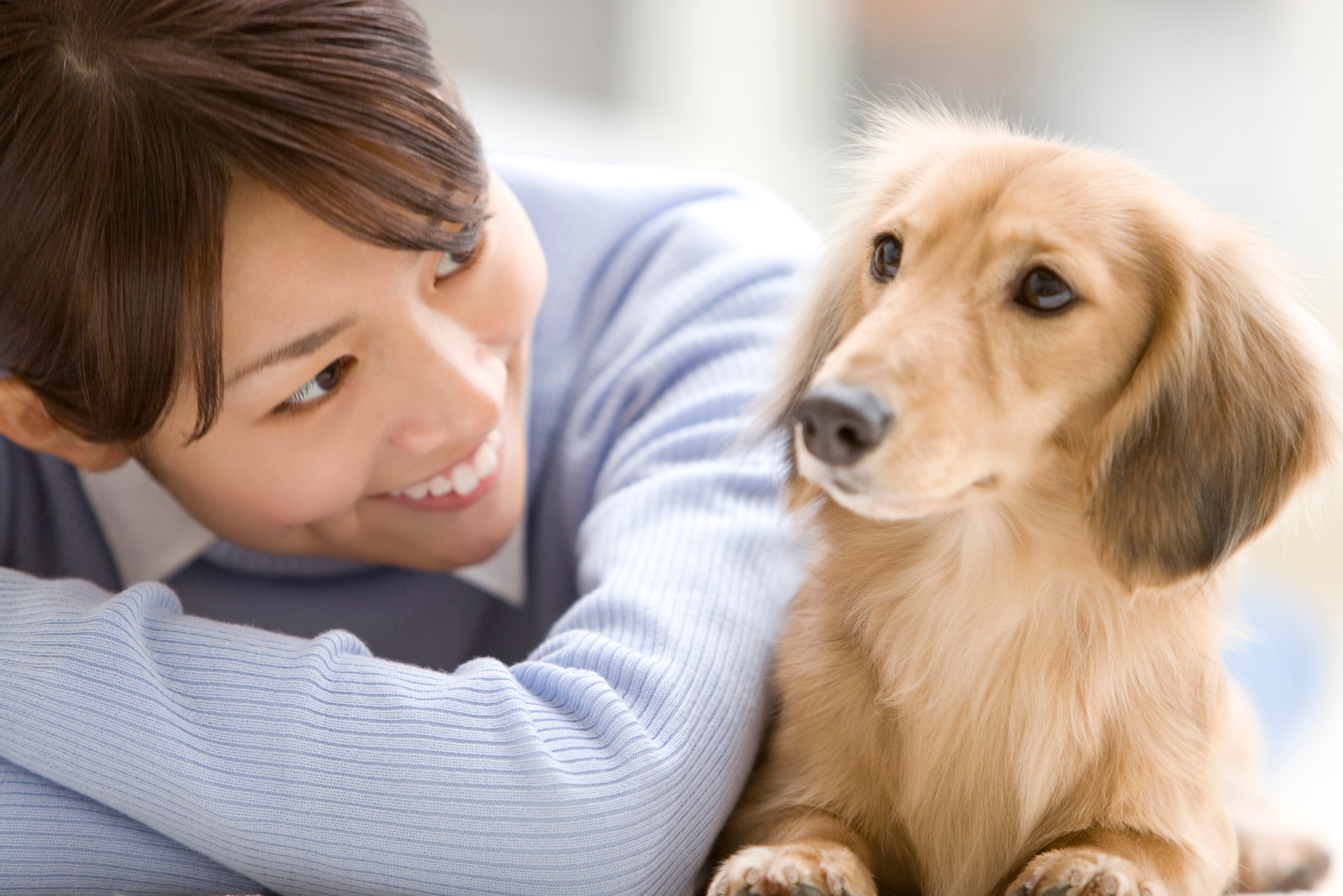 最終値下げ♪カーミングシグナル　倫理と犬のストレスを軽減するための実践的応用 カーミングシグナル by.トゥーリッド・ルーガス (ads犬の本