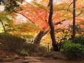 白金台の八芳園で紅葉を楽しみ、プラチナ通りを歩く