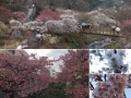 熱海梅園とあたみ桜 日本一早く春の花を楽しもう！