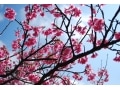 沖縄の桜の名所6選 日本一早い桜を満喫しよう！