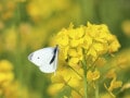二十四節気「啓蟄(けいちつ)」とは？2025年はいつ・意味や風物詩を解説
