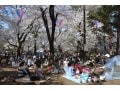 大宮公園で桜のお花見！見ごろ時期・ライトアップ情報