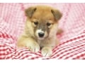 犬に名前の付け方……聞き取りやすい名前のヒント5つ
