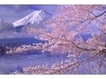 富士山と桜の競演！河口湖周辺のお花見スポット2018
