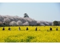 幸手・権現堂桜堤 桜と菜の花の絶景コントラスト！