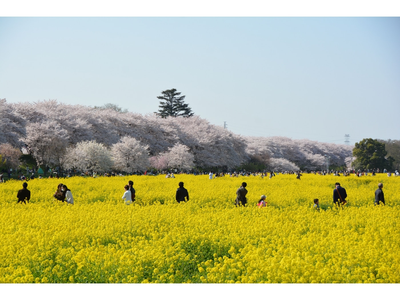 幸手・権現堂桜堤 桜と菜の花の絶景コントラスト！ [埼玉の観光・旅行