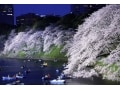 今夜行ける！東京のおすすめ夜桜イベント3選【2018】