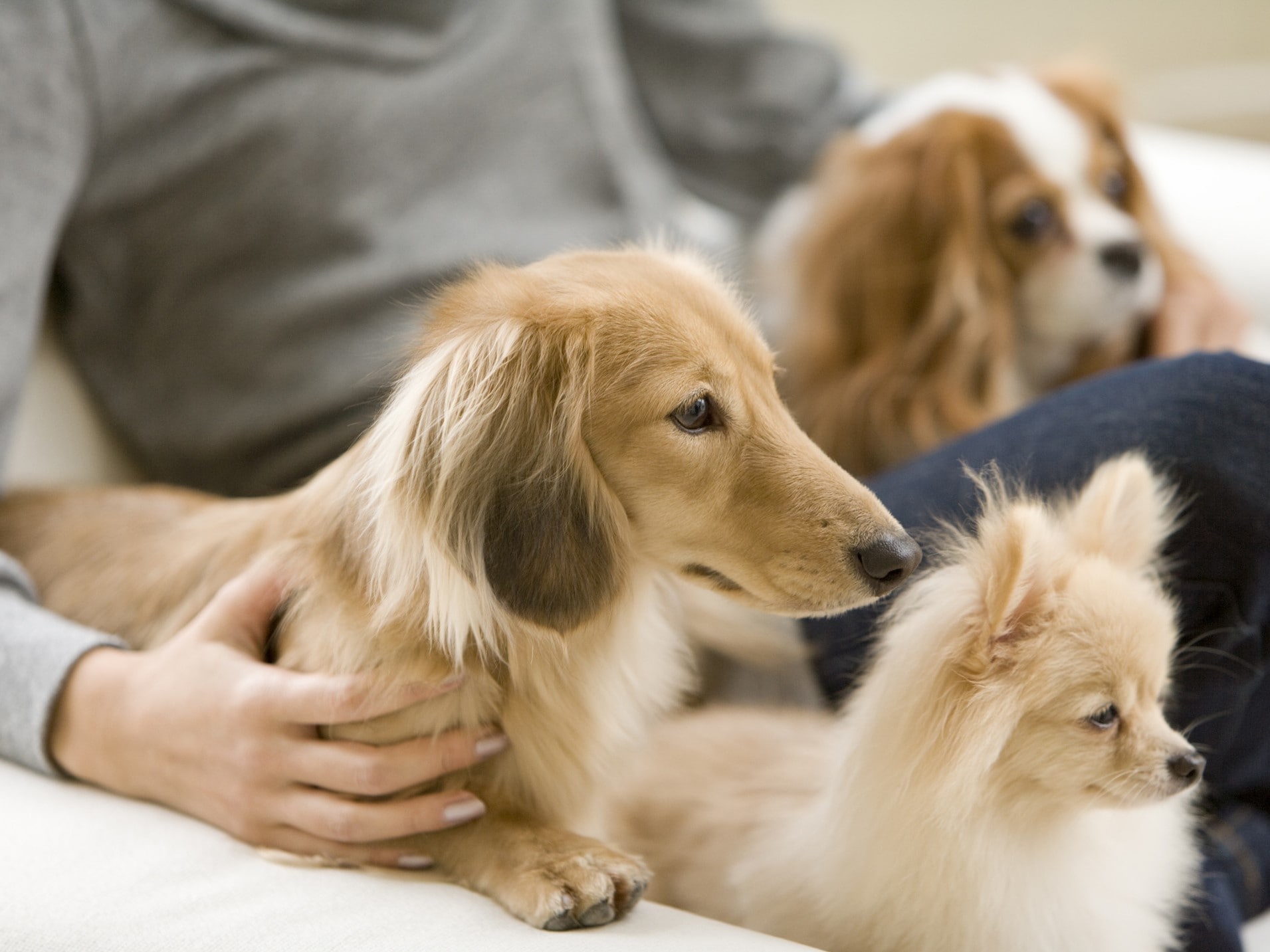愛犬と楽しくクリッカートレーニング！-3 [犬] All About