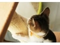 猫の爪とぎのしつけ方は？ 爪とぎを使わせるマル秘テク