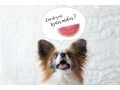 犬はスイカを食べても大丈夫！種は取り除いて与えて
