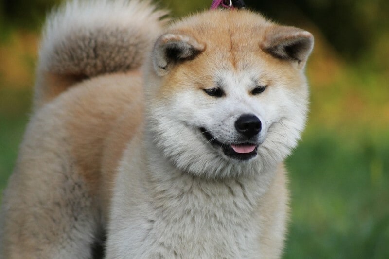 秋田犬の特徴とは？性格や大きさ、飼育法や歴史をわかりやすく解説 [犬