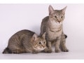 アメリカンボブテイルの性格や大きさ、寿命と飼育法