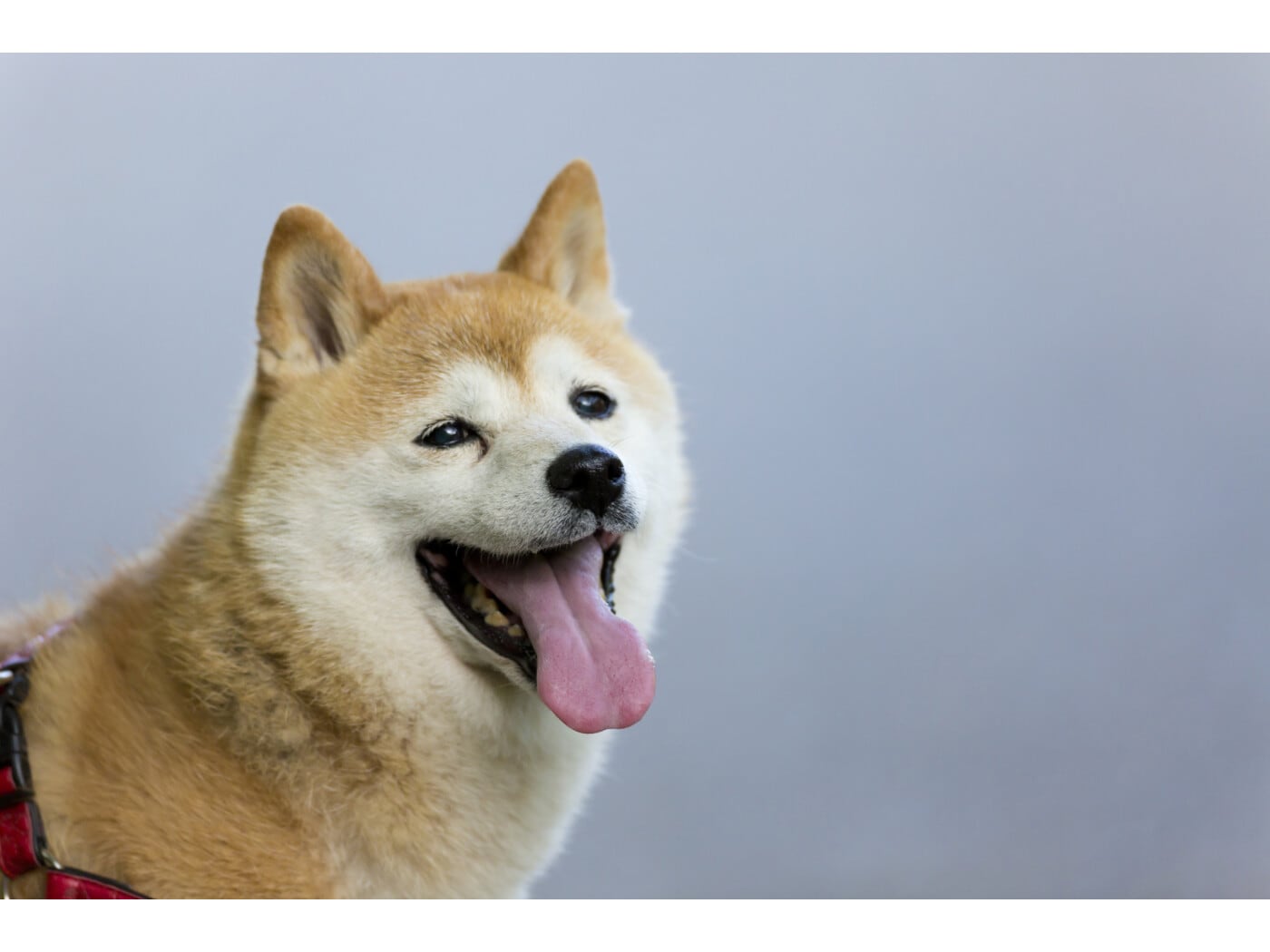 柴犬はどんな犬？ 歴史や性格・特徴、寿命などを解説 [犬] All About