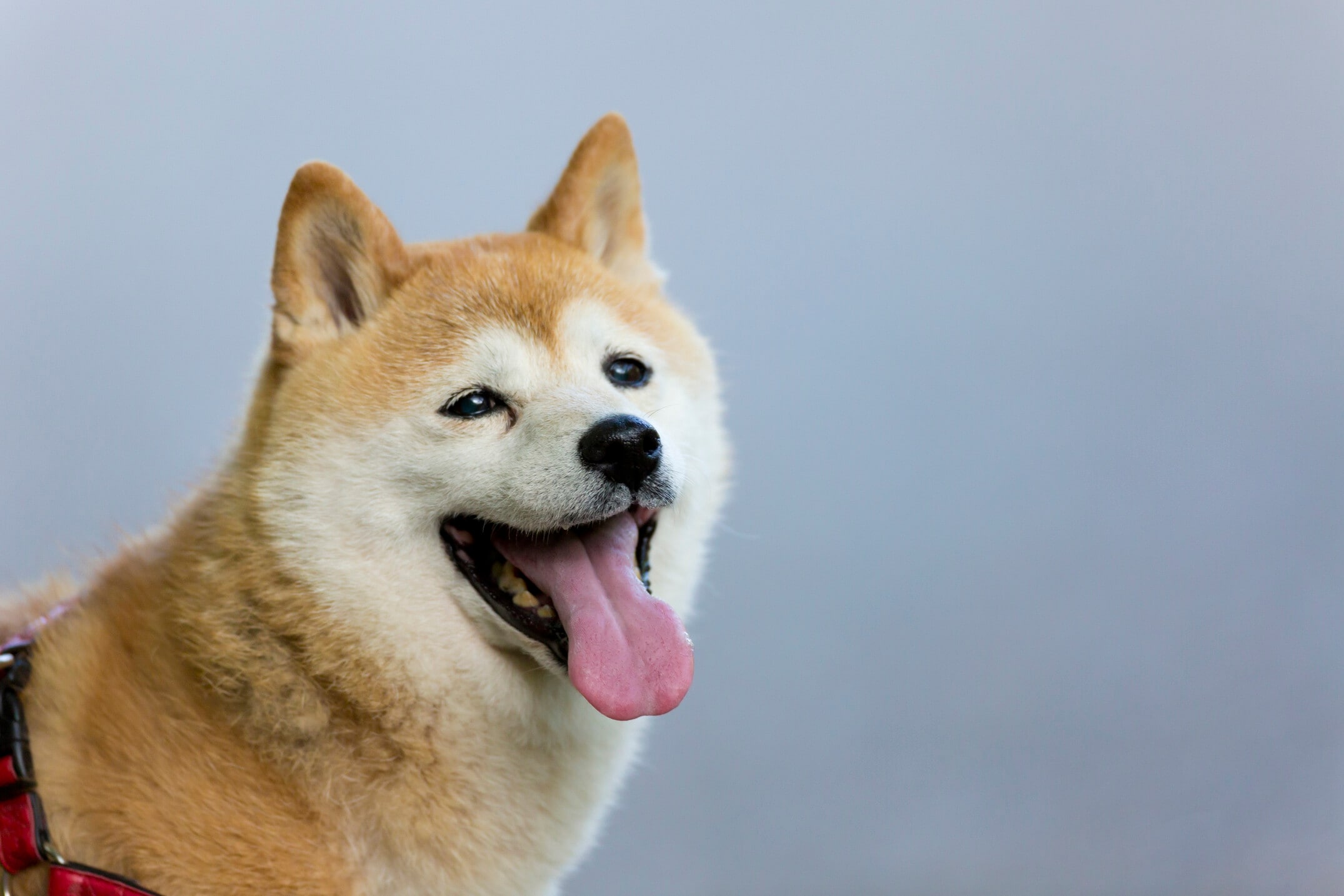 柴犬はどんな犬？ 歴史や性格・特徴、寿命などを解説 [犬] All About