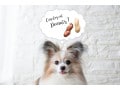 犬はピーナッツを食べても大丈夫？避けた方がいい理由