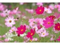 コスモス（秋桜）の花言葉！ 色別の意味・由来・誕生花