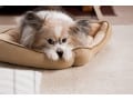 犬が吐いた！原因と吐いた物の色・形・臭い別の対処法