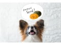 かぼちゃが犬の健康にいい理由！量や犬用レシピも解説