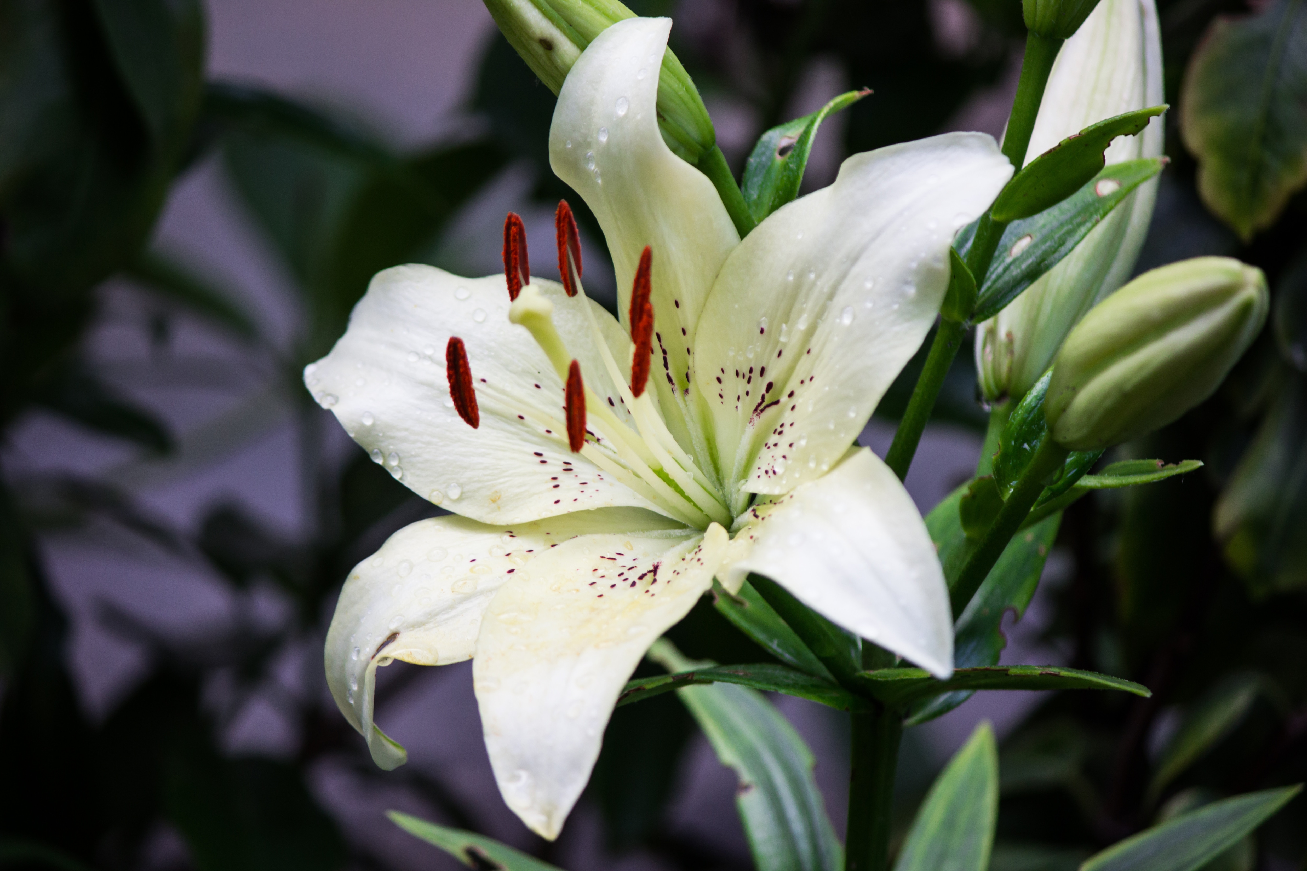 白百合 花 言葉