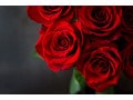 バラ（薔薇）の花言葉！ 色別&本数別の意味