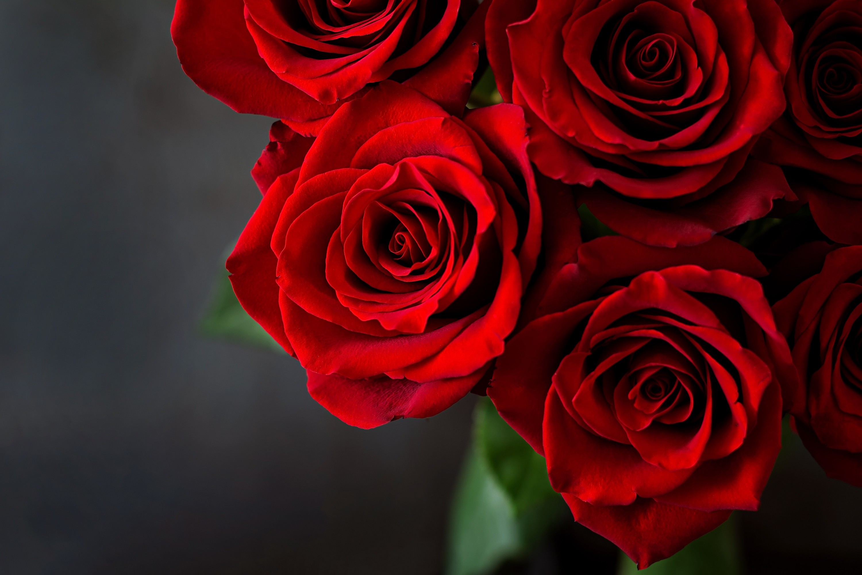 薔薇の花言葉って素敵 バラ(薔薇)の花言葉 一覧ガイド 本数と色で想いを伝えよう