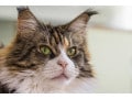 大型猫種メインクーンの歴史や特徴、寿命・飼育法とは？