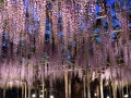 春の花の幻想的な風景が広がる東京発の日帰り旅行先4選