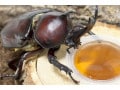 カブトムシの餌の頻度って？飼育におすすめの食材とあげ方