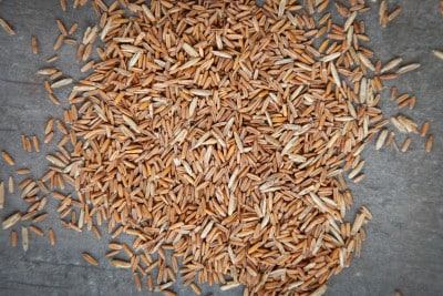 long root grain