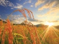 彼岸の中日とは？2024年はいつ？秋の彼岸・春の彼岸の時期