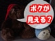 Paint Shop Pro 8 注目の新機能紹介 3　自動調整でバランス良く修復！
