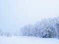 二十四節気「大雪」の意味・読み方は？ 2025年はいつ？ 風習・食べ物・冬将軍も解説
