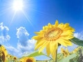 二十四節気「大暑」とは？2026年はいつ？夏の土用や暑中見舞いとの関係・過ごし方・食べ物