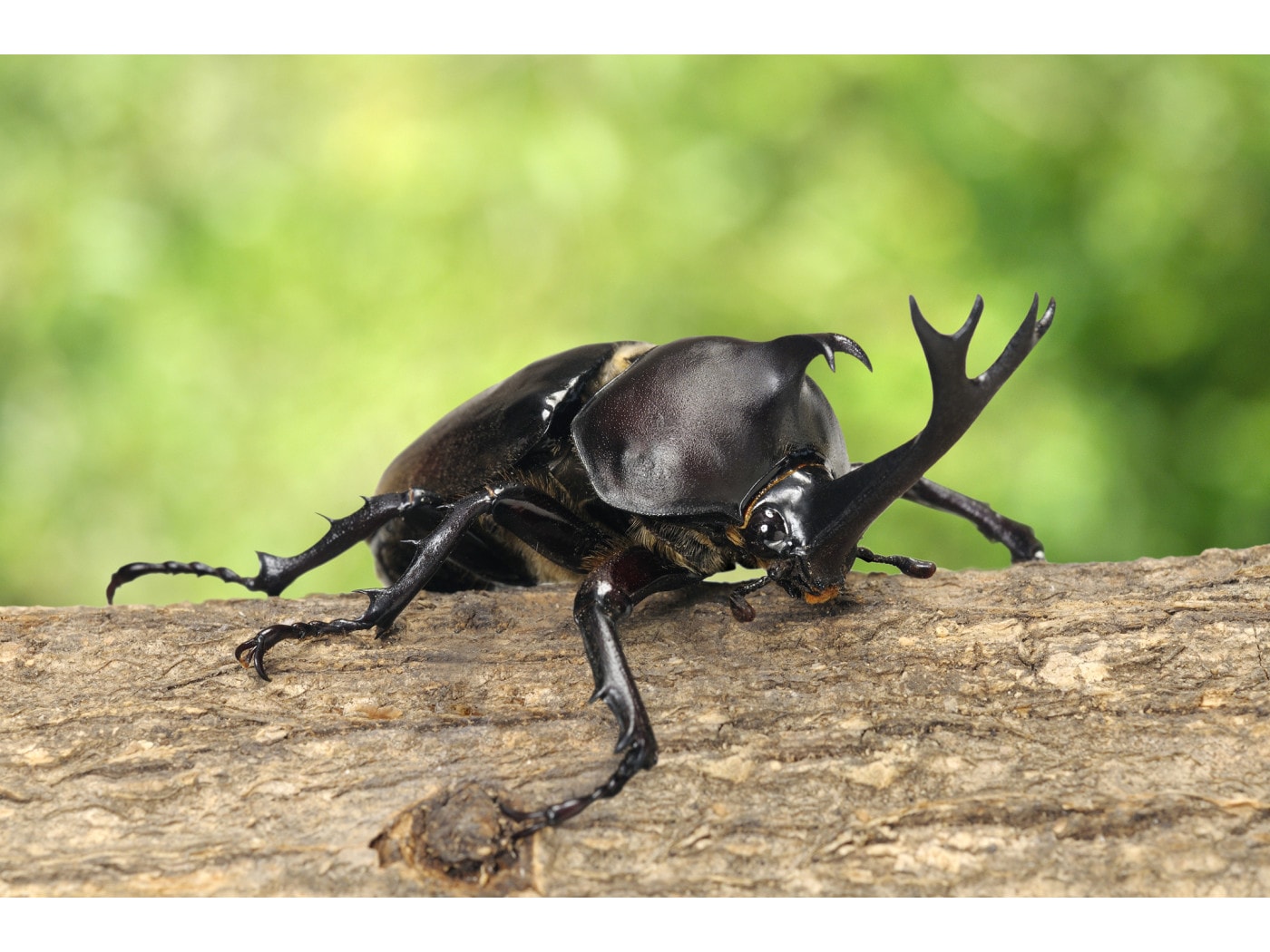 カブトムシは夜行性」という定説を覆した！天才小学6年生の“本当のスゴ