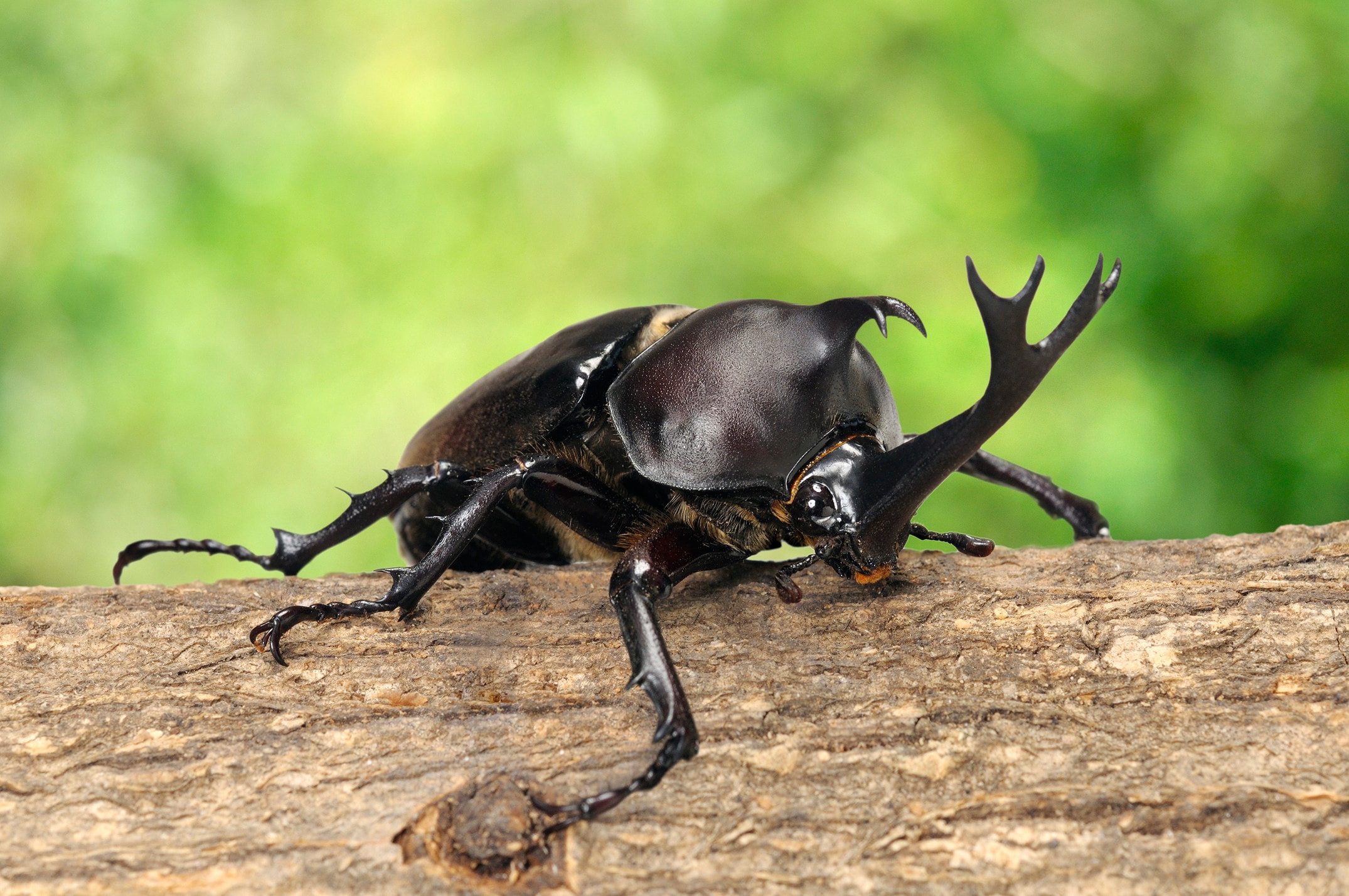 カブトムシは夜行性」という定説を覆した！天才小学6年生の“本当のスゴ