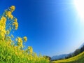 【時候の挨拶】3月上旬・中旬・下旬の季節の挨拶と結び文、ビジネスやカジュアルに対応