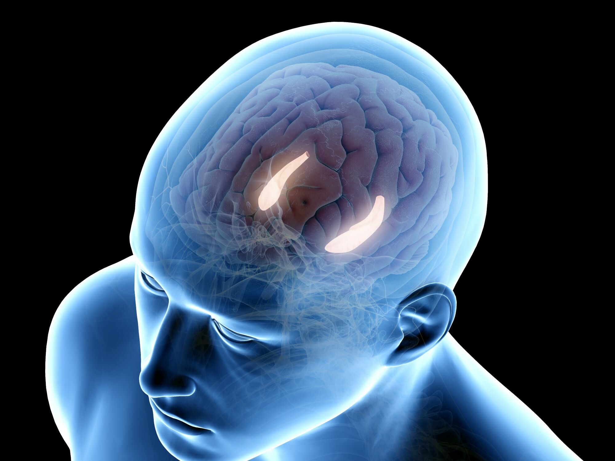 記憶を司る海馬の働きに左右差はあるのか [脳科学・脳の健康 記憶を司る海馬の働きに左右差はあるのか [脳科学・脳の健康