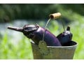 なすのあく抜き、実は不要？水にさらす目的と注意点