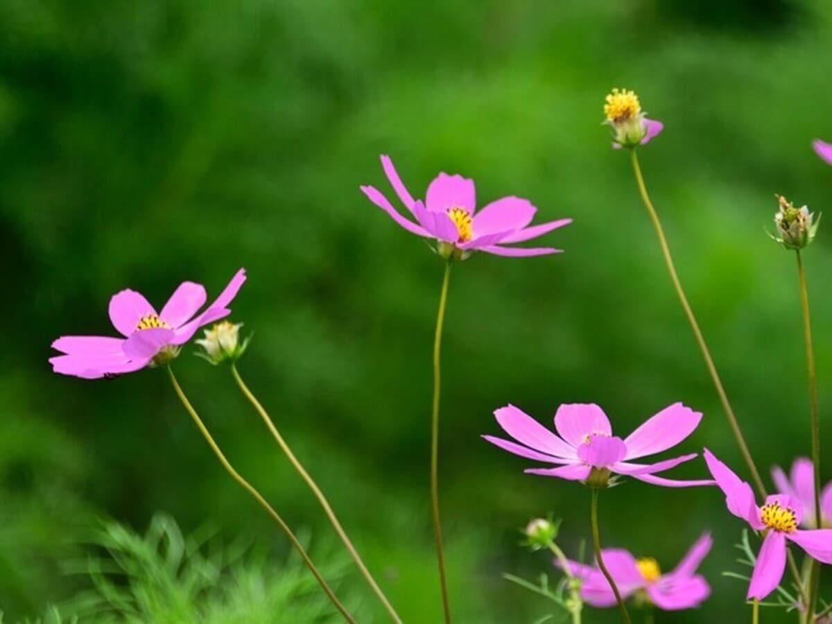 時候の挨拶】9月上旬・中旬・下旬の季節の挨拶と結び文