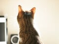 留守にしがちでも大丈夫？ 一人暮らしでの猫の飼い方