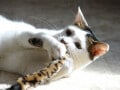 猫の手作りおもちゃの作り方……簡単でお金もかからない！