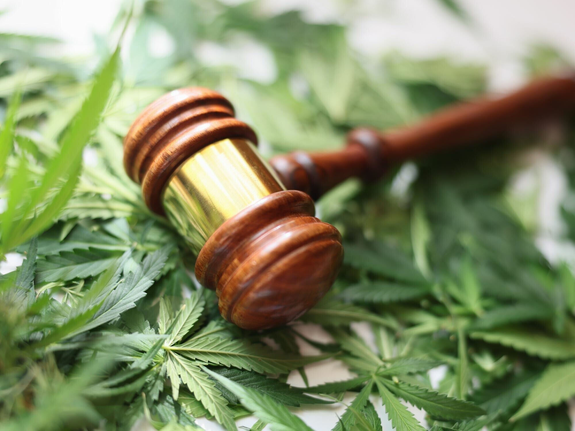 合法化が進む」は誤り！大麻取締法改正で変わること [薬] All About