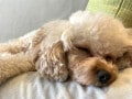 ペットと暮らし始めた8割が「幸福度が高まった」と回答、一方で暮らしはじめて困ったことも…