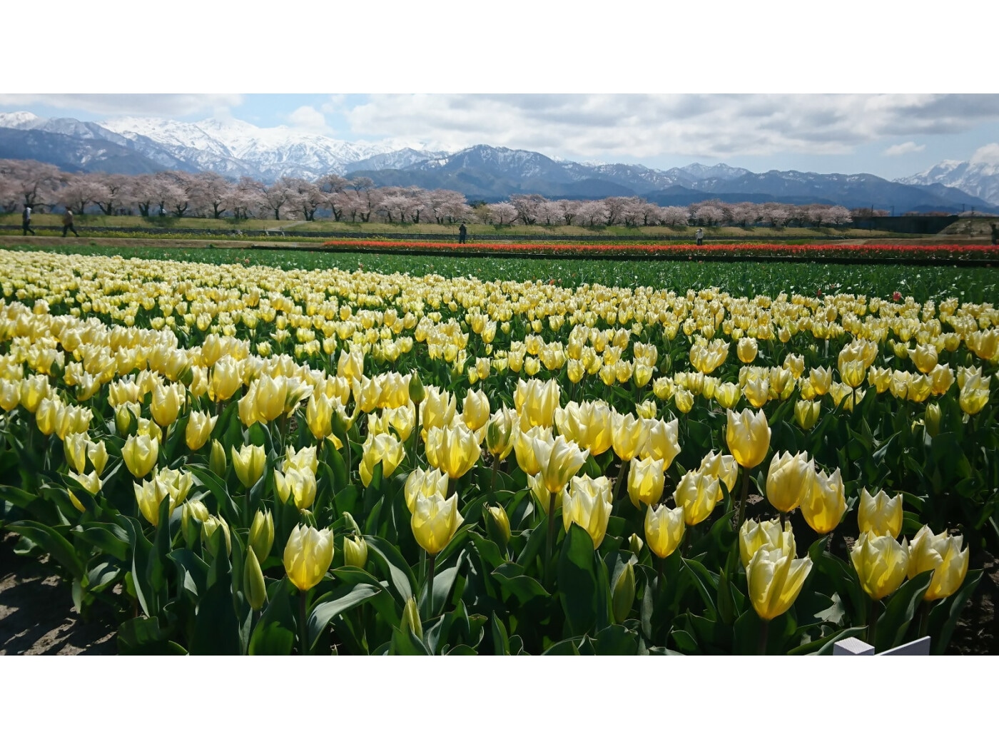 富山の奇跡の絶景！ 雪山、桜、菜の花、チューリップが織りなす「春の