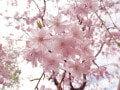 桜をきれいに撮るコツ！ 桜の魅力がいっそう引き立つ「捉え方」をカメラマンが解説