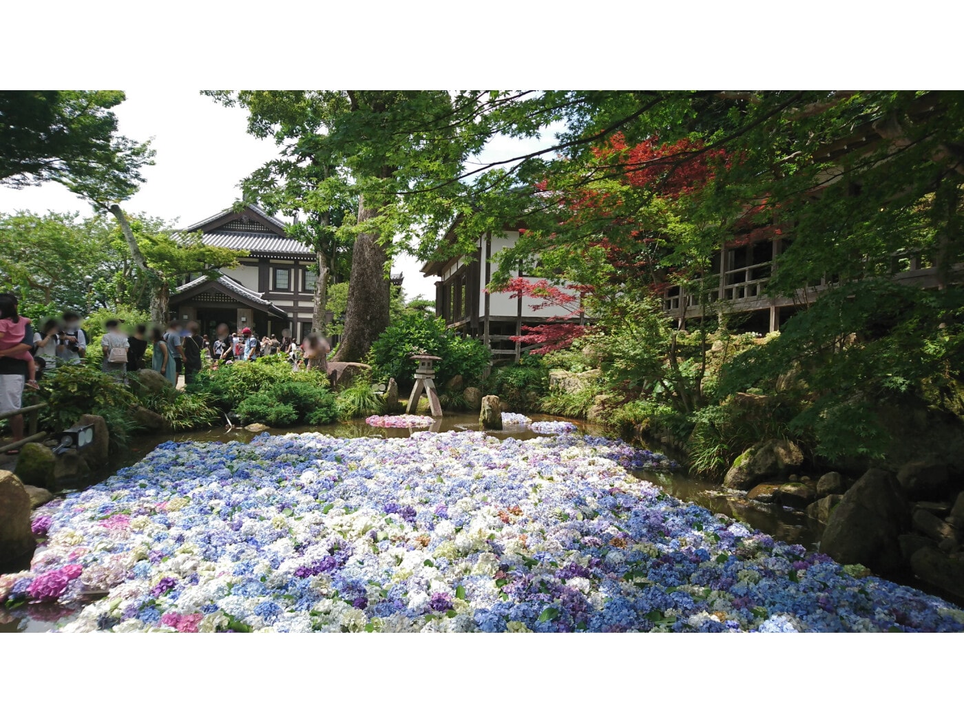 絶景…あじさいが池を埋め尽くす「水中華」は息をのむほどの美しさ！ 雨